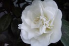 White Camellia